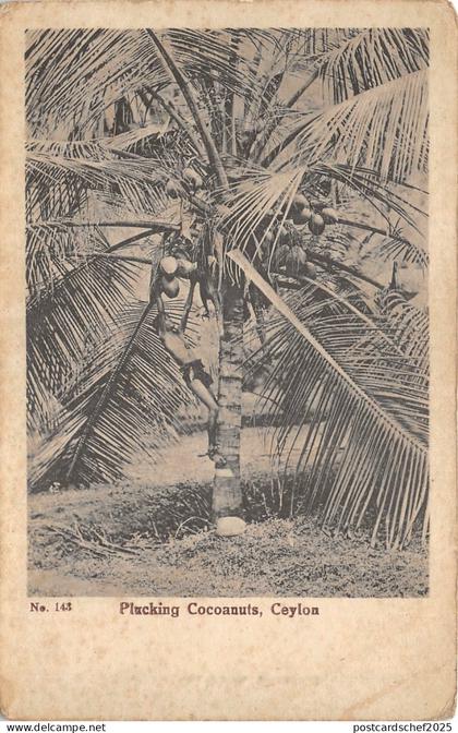uk42248 plucking coconuts ceylon sri lanka