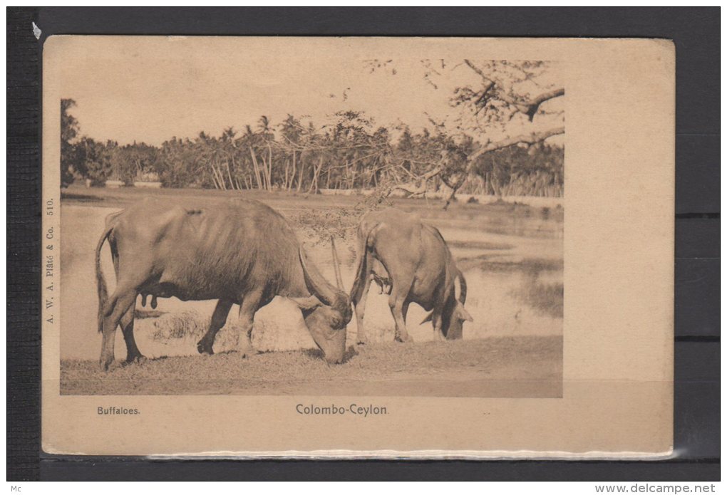 Sri Lanka -  Colombo - Ceylon - Buffaloes - Buffles de Ceylan