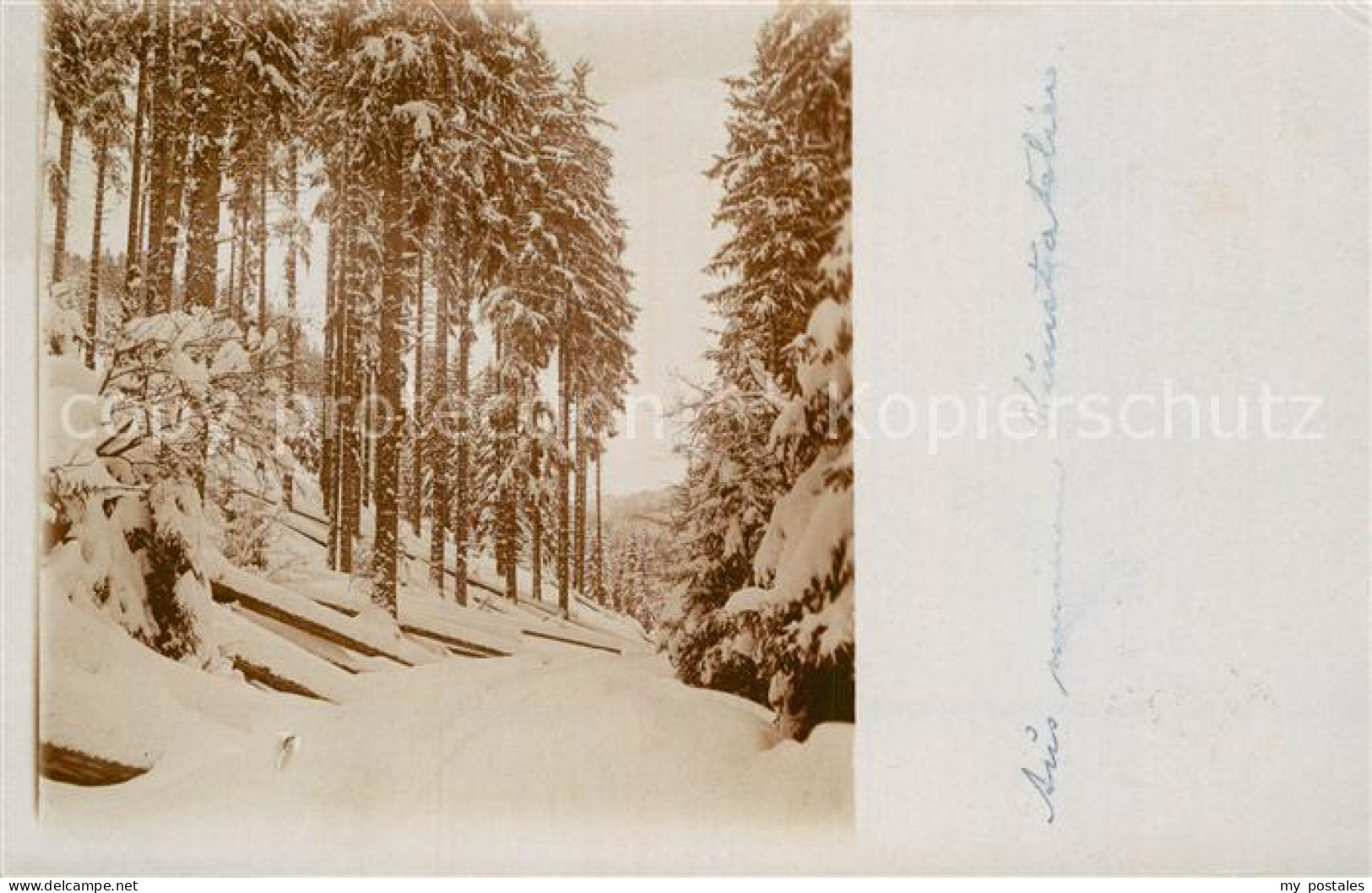 St Blasien Waldpartie