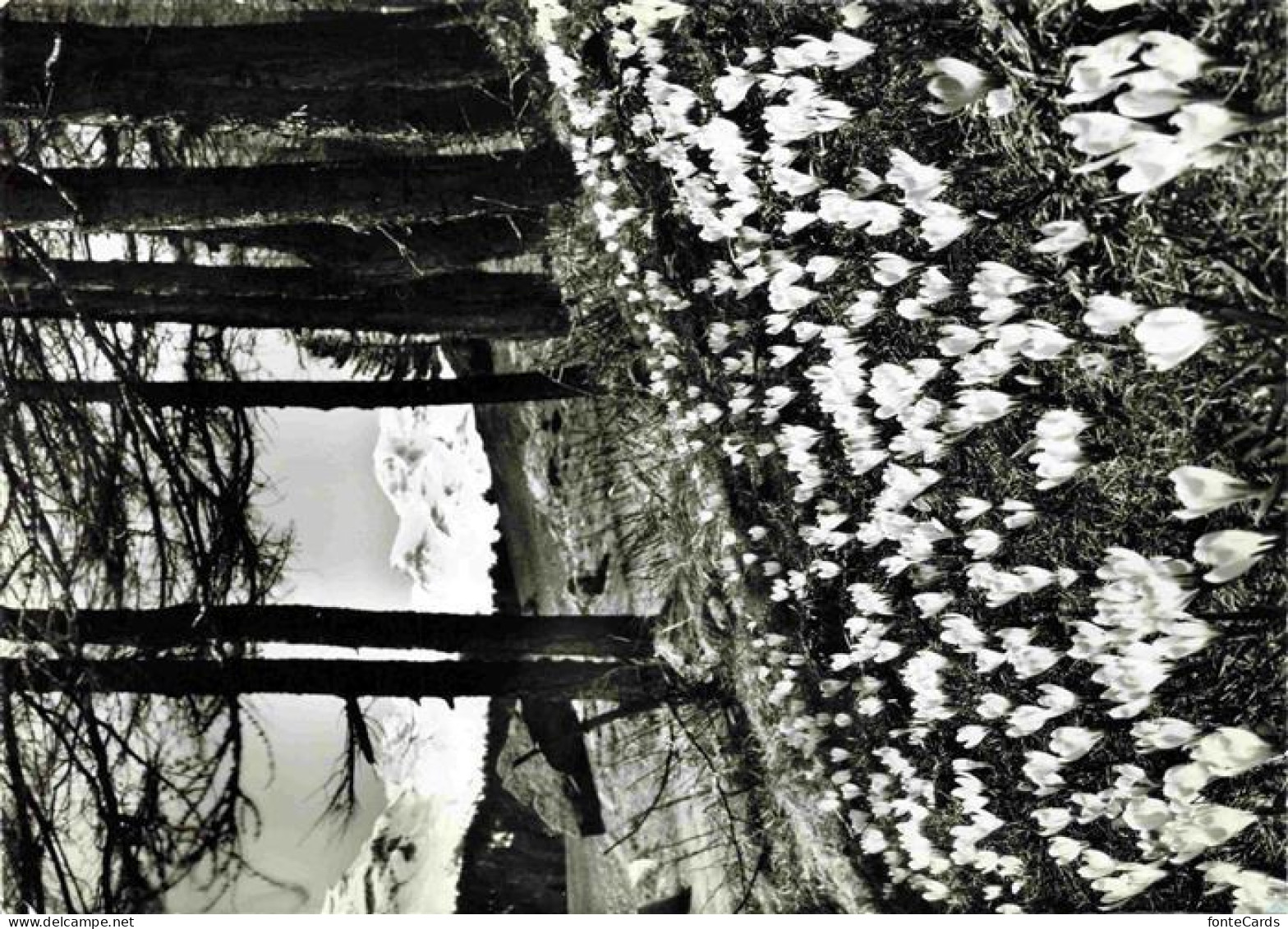 St Moritz  SANKT MORITZ GR Fruehlingsmotiv