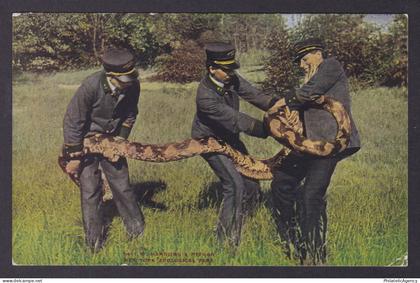 Postcard, United States, New York NY, Handling A Python Snake , Zoo