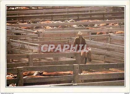 CPM USA Amarillo Troupeau au corral
