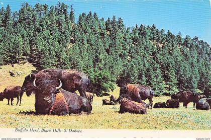 ETATS UNIS RAPID CITY SOUTH DAKOTA