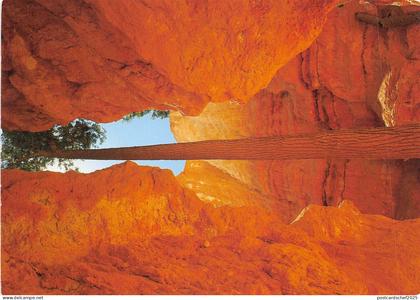 US11 USA Bryce Canyon a Douglas Fir rising through the canyon cliffs 1997