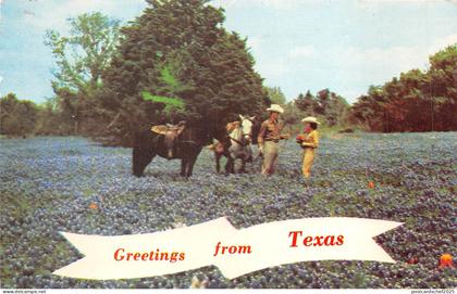 US2 USA TX greetings from Texas Bluebonnets cowboy 1972 horse Washington stamp