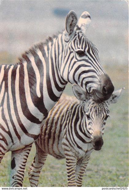 US24 Africa reserve africaine de Sigean zebres animals