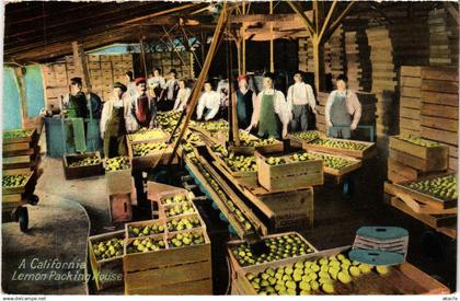 PC U.S. , CA, A CALIFORNIA LEMON PACKING HOUSE, Vintage Postcard (b22121)
