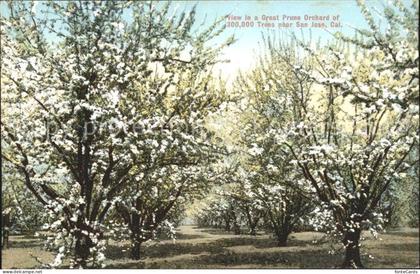 San Jose California Trees Plantage