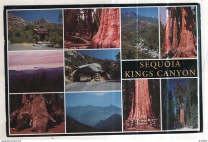 AK 273795 USA - Sequoia / King's Canyon