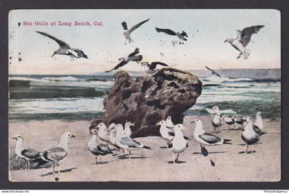 Postcard, United States, Long Beach California CA, Sea Gulls