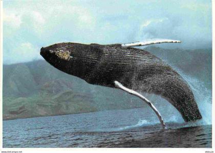 Carte Postale - Etats-Unis - Lahaina - Maui humpback whale - a massive humpback breaches off the coast of Maui Lahaina M