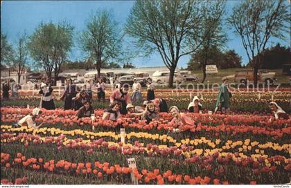 Holland Michigan Tulip Farm