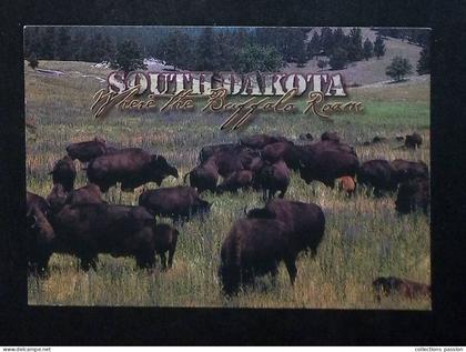 cp, Etats Unis, SD, South Dakota where the Buffalo Roan, black hills, ed. Dan Grigg Images
