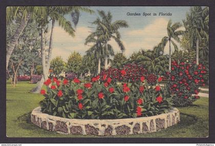 Vintage postcard USA Tampa FL Florida Canna Lilies Garden Palm Trees Garden Spot