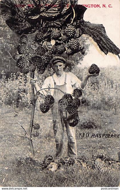 Usa - WILMINGTON (NC) Red Raspberrie