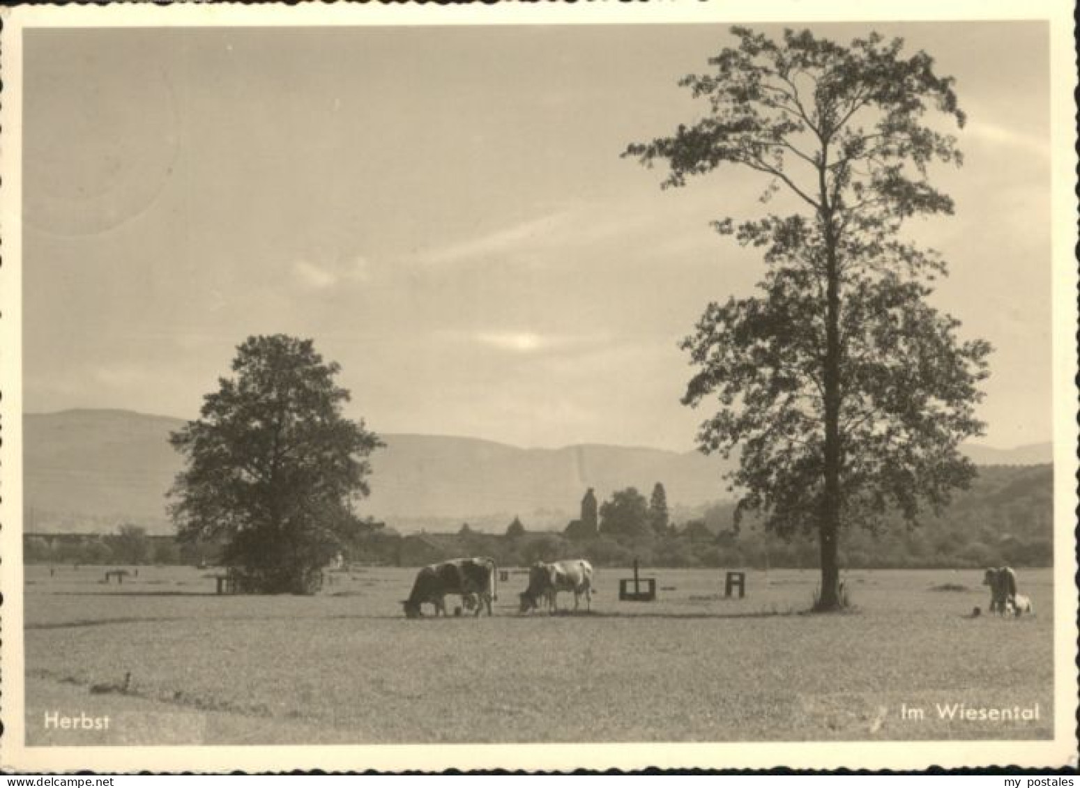 Steinen Wiesental Steinen [?] Wiesental Herbst Kuehe