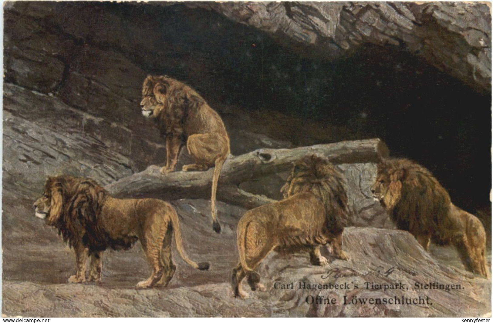 Stellingen - Carl Hagenbecks Tierpark - Löwen