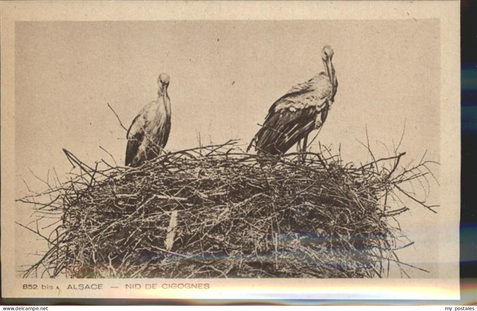 Storchsnest Alsace Cigognes