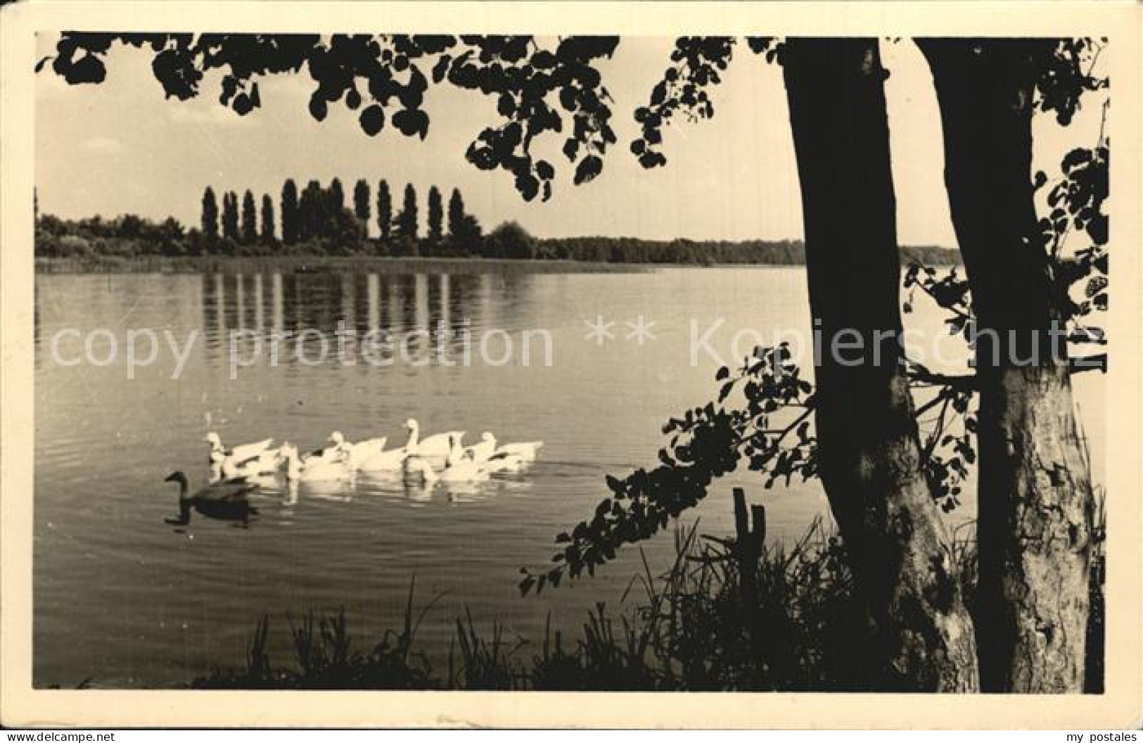 Storkow Mark Idyll am See Wasservoegel Handabzug