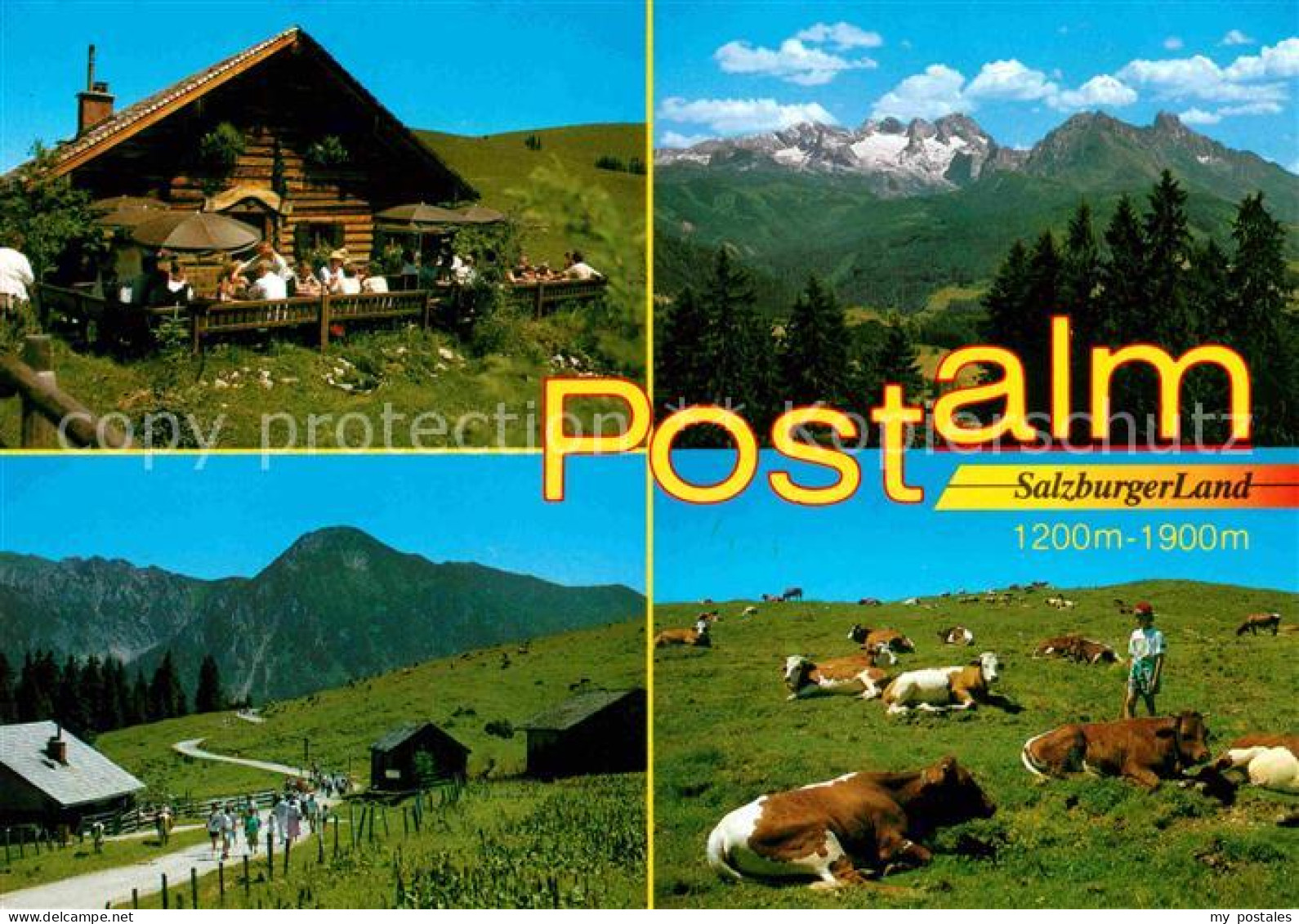 Strobl Postalm Kuh