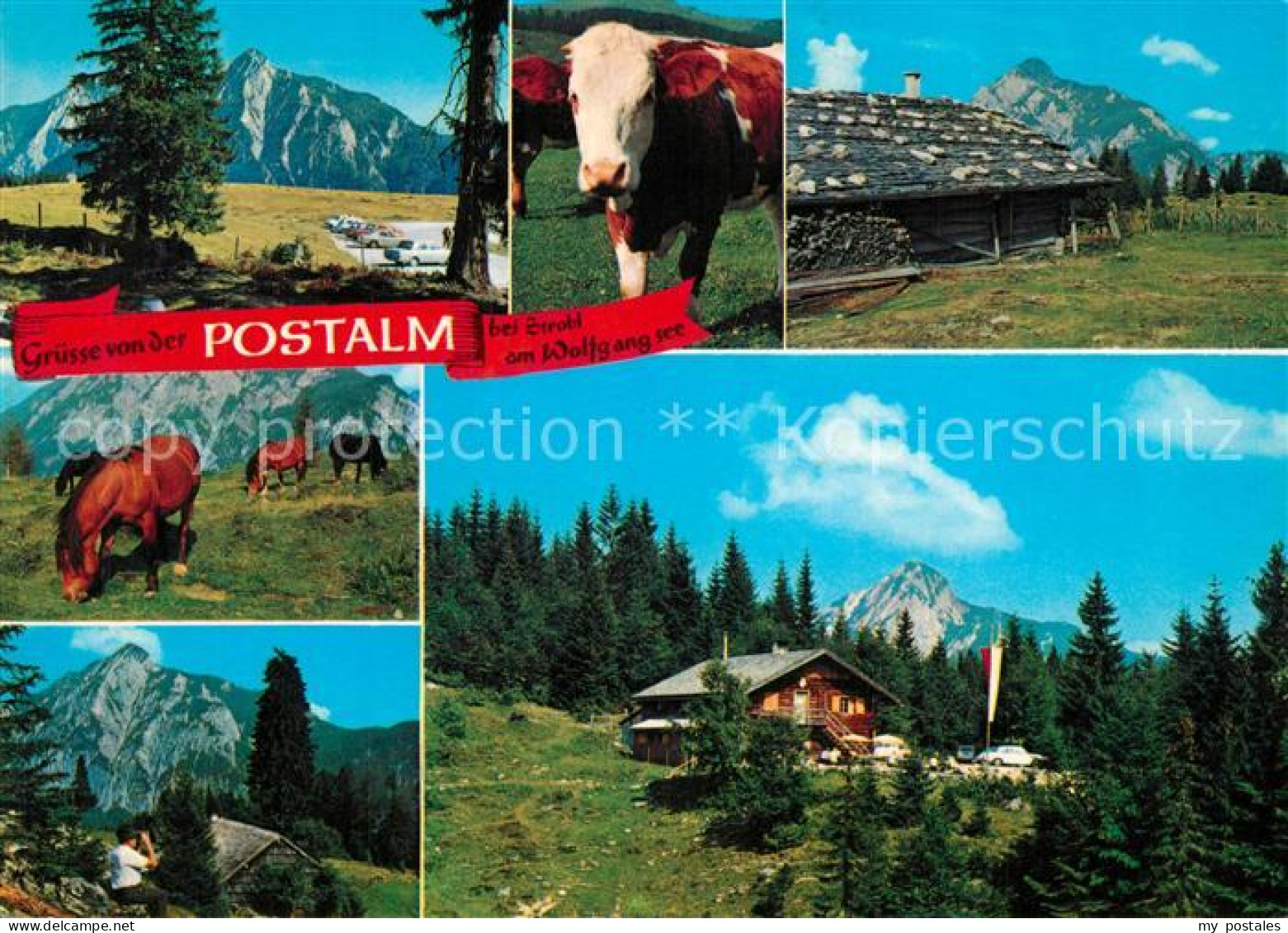 Strobl Wolfgangsee Postalm Kuh Pferde