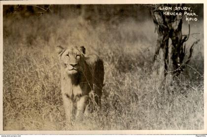 Afrika Africa - Zuid Afrika - Kruger park