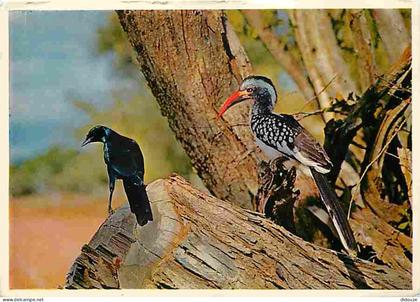 Afrique du Sud - South Africa - Faune Africaine - Agiossy Starlingand Red-billed Hornbill in natural surroundings - Oise