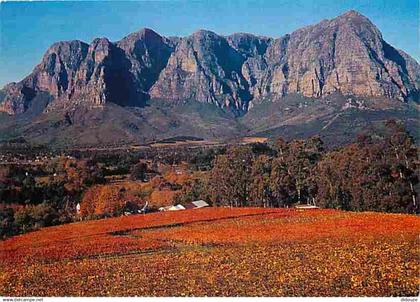 Afrique du Sud - South Africa - Rich autumn vineyard scène at Bantioek, Cape, South Africa - CPM - Voir Scans Recto-Vers