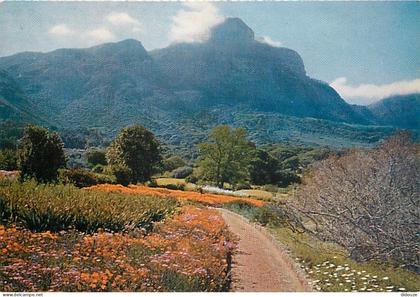 Carte Postale - Afrique du Sud - South Africa - Cape - Kirstenbosch - Garden Scene - CPM - Carte Neuve - Voir Scans Rect