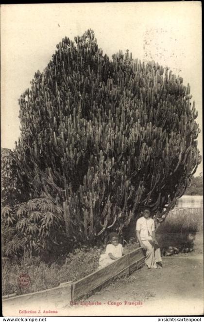 CPA Congo Französisch Kongo, Un Euphorbe