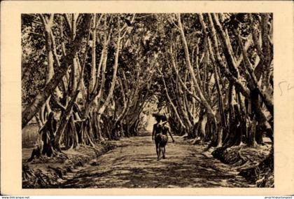 CPA Französisch-Kongo, Allee de Ficus