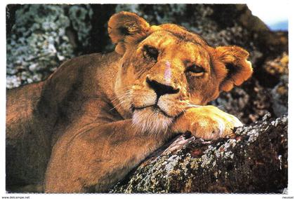 tarjeta postal de sudafrica circulada 2000 leon.