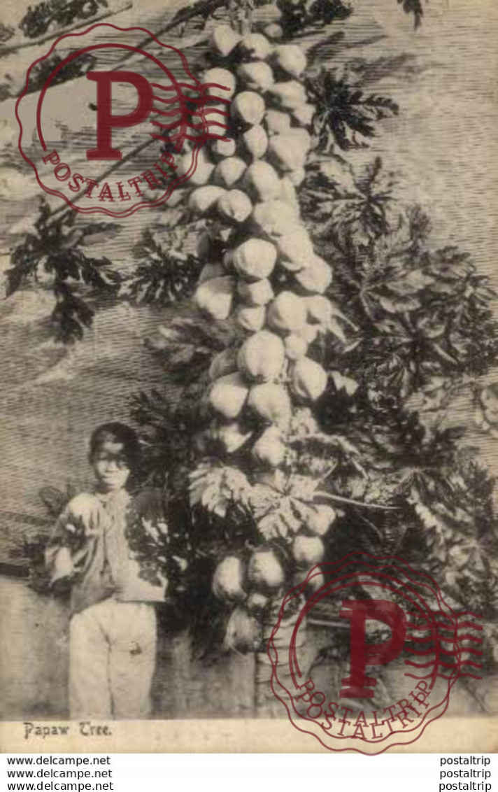 SUDAFRICA // SOUTH AFRICA - PAPAW TREE
