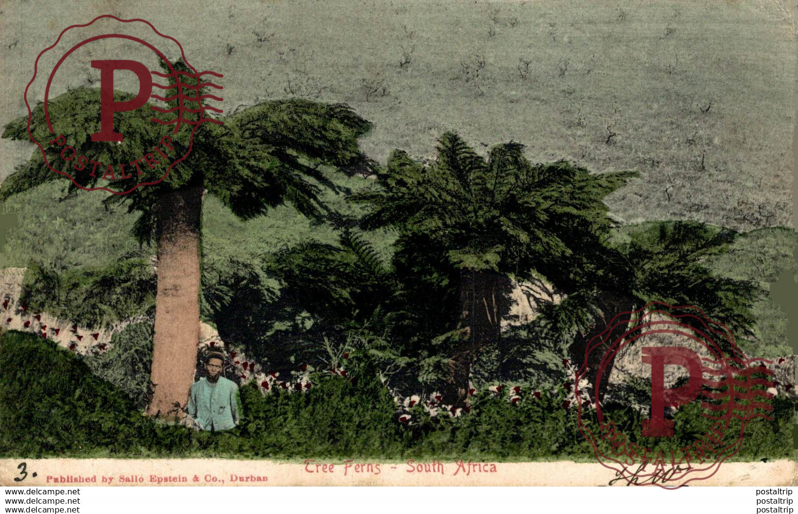 SUDAFRICA // SOUTH AFRICA. TREE PERNS