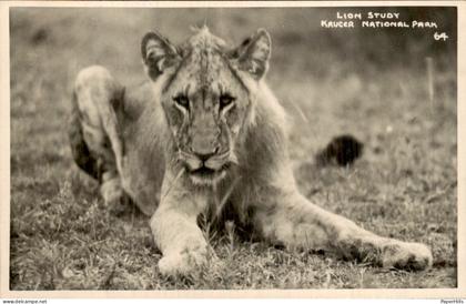 Afrika Africa - Zuid Afrika - Kruger national park