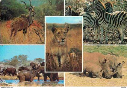 Afrique du Sud - Wildlife - Multivues - Rhinoceros - Zèbres - South Africa - CPM - Voir Scans Recto-Verso