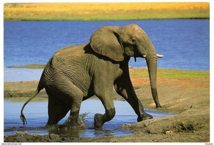 tarjeta postal de sudafrica circulada 2000 elefante.