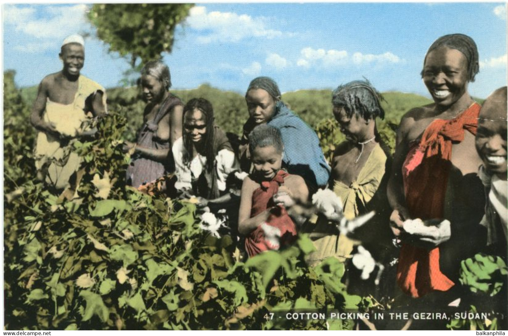 Sudan Cotton Picking in the Gezira