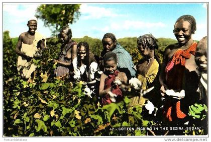 Cotton Picking in the Gezira, Sudan