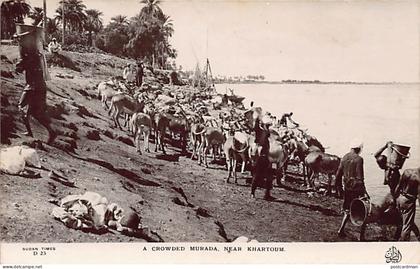 Sudan - A crowded murada near Khartoum - REAL PHOTO - Publ. Sudan Times D25