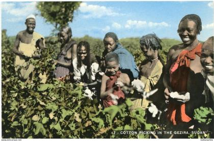 Sudan Cotton Picking in the Gezira
