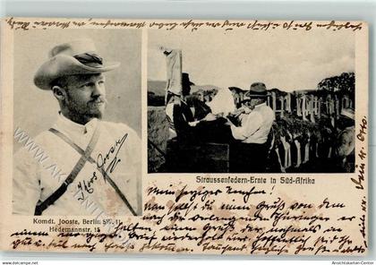13417275 - Komandant Jooste  Straussenfedern Ernte in Suedafrika