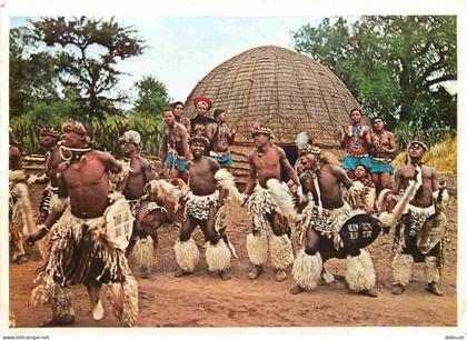 Carte Postale - Afrique du Sud - Nkwalini - On the farm maweni midway between eshowe and empangeni warriors in skins and