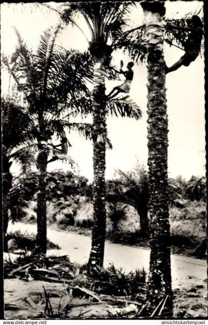 CPA Brazzaville Französisch Kongo, Elagage des Palmiers