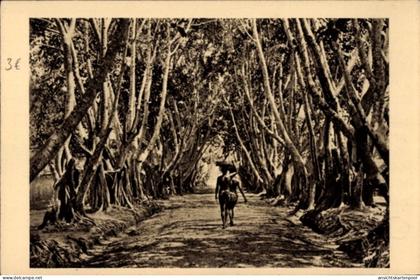 CPA Französisch-Kongo, Allee de Ficus