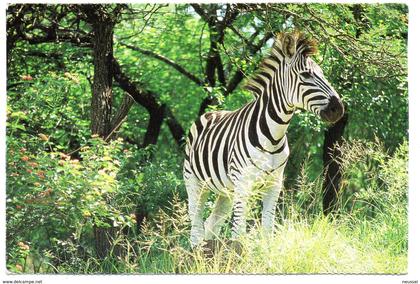 tarjeta postal de sudafrica circulada 2000 zebra