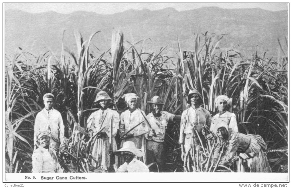SUGAR CANE CUTTERS