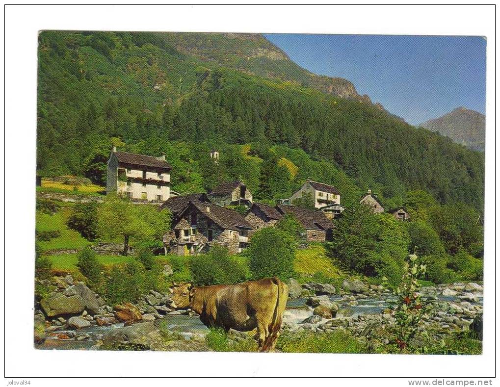 Suisse - GERRA ( Verzasca ) Ristorante Alpino Sonogno - vache