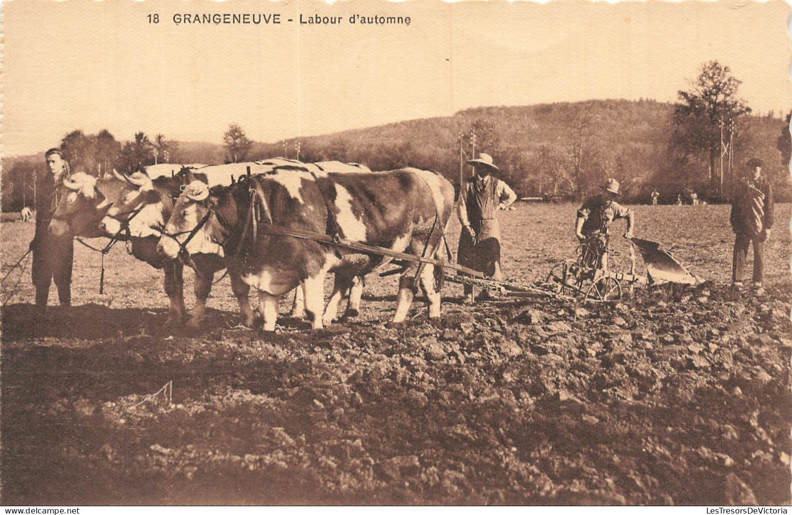 SUISSE - Grangeneuve - Labour d automne - Bœufs - Charrue - Animé - CPA