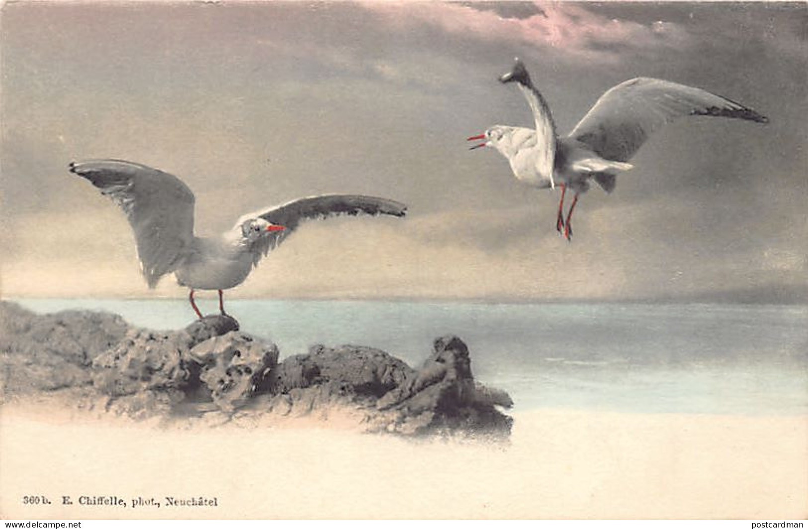 Suisse - Lac de Neuchâtel (NE) Mouettes - Ed. E. Chiffelle 360b